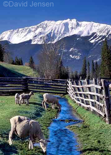 wallowa valley sheep
